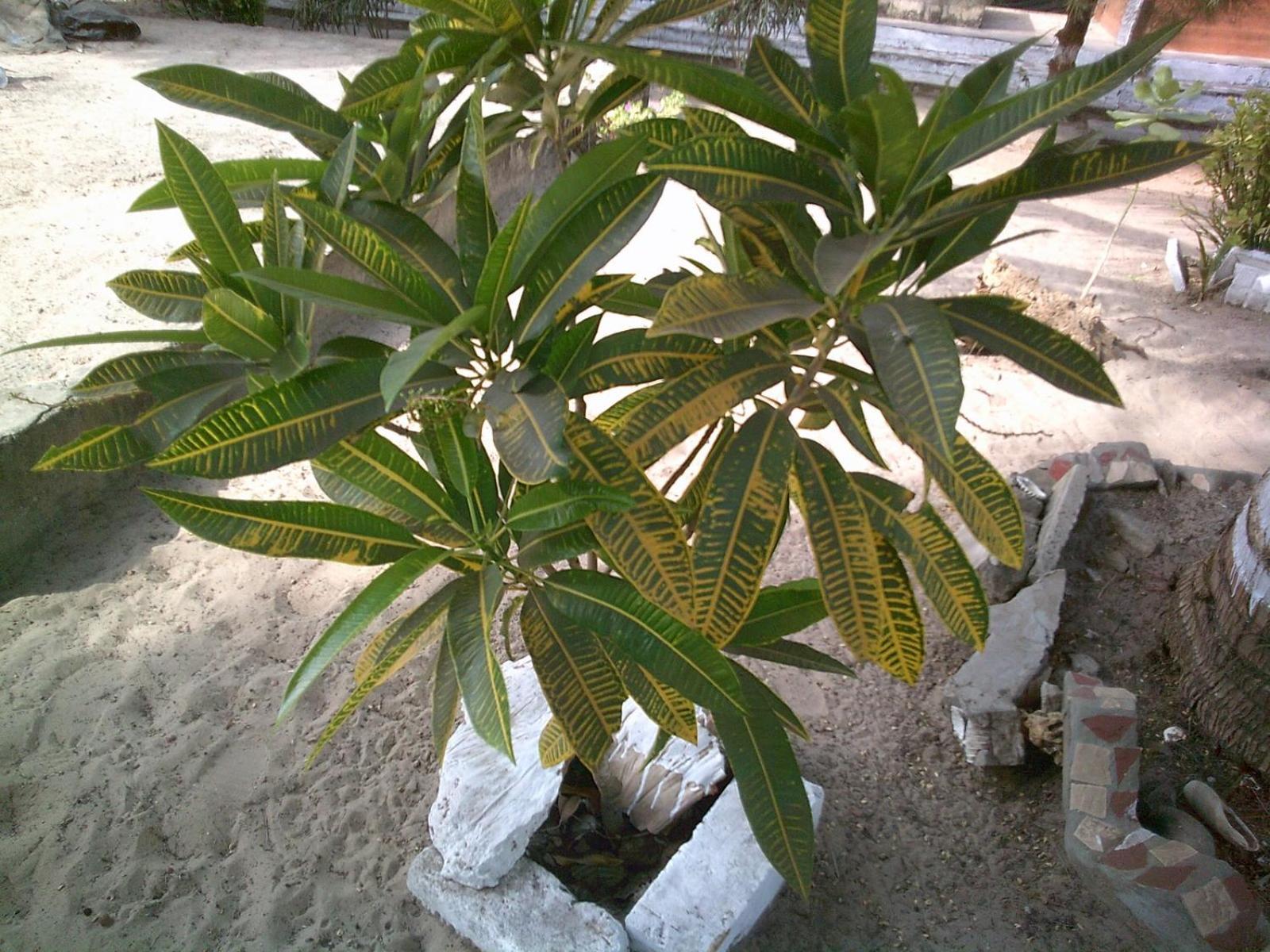 Mangrove Beach Sanyang Dış mekan fotoğraf