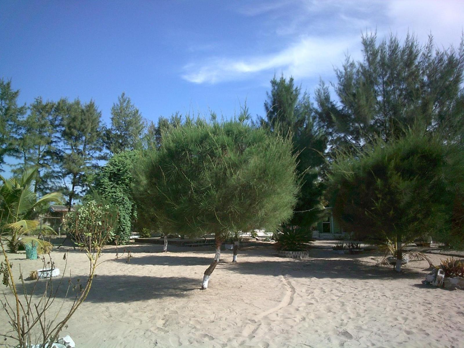 Mangrove Beach Sanyang Dış mekan fotoğraf