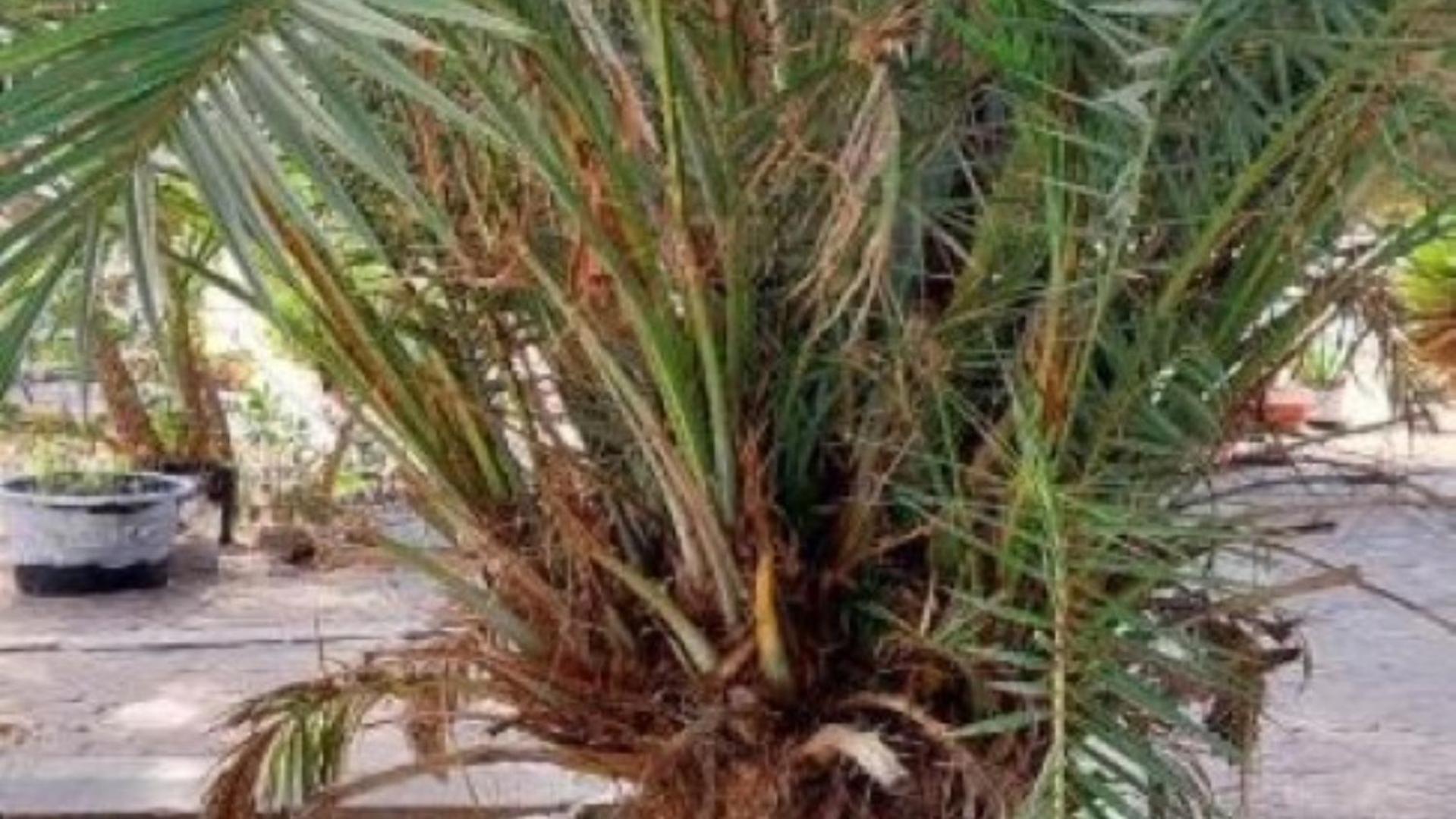 Mangrove Beach Sanyang Dış mekan fotoğraf